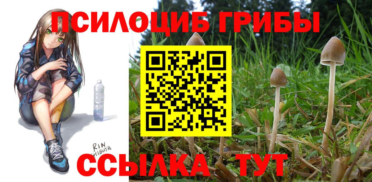 Псилоцибиновые грибы мицелий Димитровград